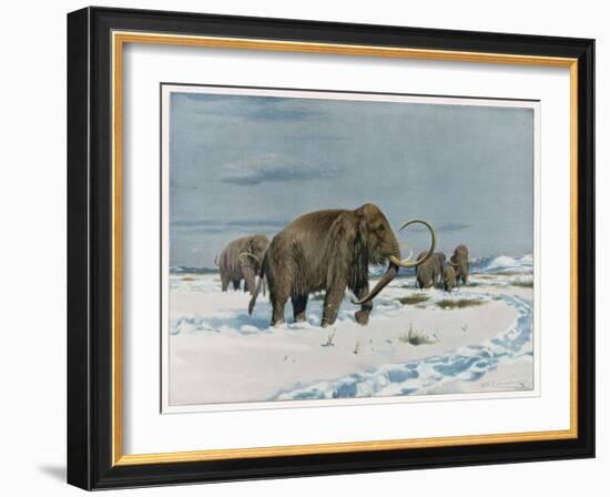 Mammoth Herd During the Ice Age-Wilhelm Kuhnert-Framed Art Print