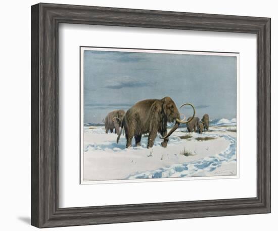 Mammoth Herd During the Ice Age-Wilhelm Kuhnert-Framed Art Print