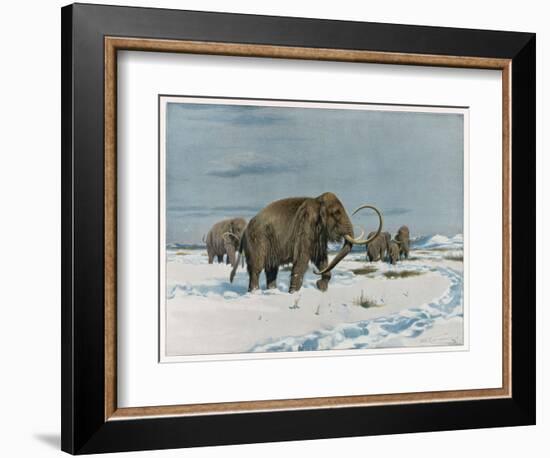 Mammoth Herd During the Ice Age-Wilhelm Kuhnert-Framed Art Print