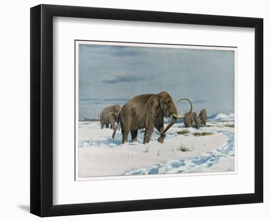 Mammoth Herd During the Ice Age-Wilhelm Kuhnert-Framed Art Print