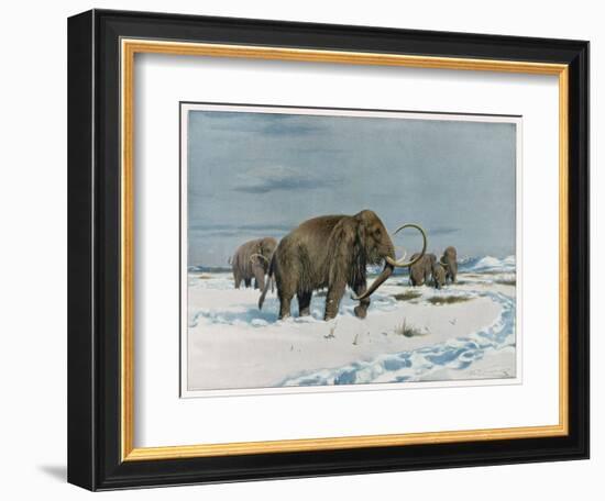 Mammoth Herd During the Ice Age-Wilhelm Kuhnert-Framed Art Print