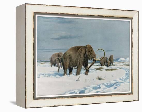 Mammoth Herd During the Ice Age-Wilhelm Kuhnert-Framed Stretched Canvas