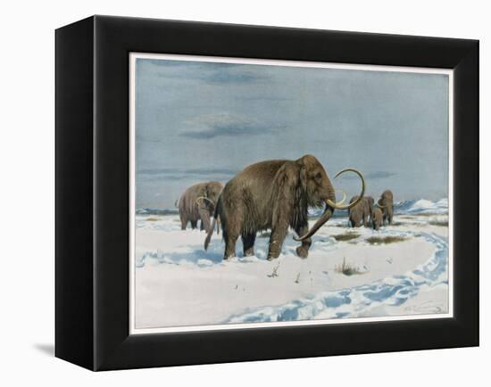 Mammoth Herd During the Ice Age-Wilhelm Kuhnert-Framed Stretched Canvas