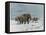 Mammoth Herd During the Ice Age-Wilhelm Kuhnert-Framed Stretched Canvas