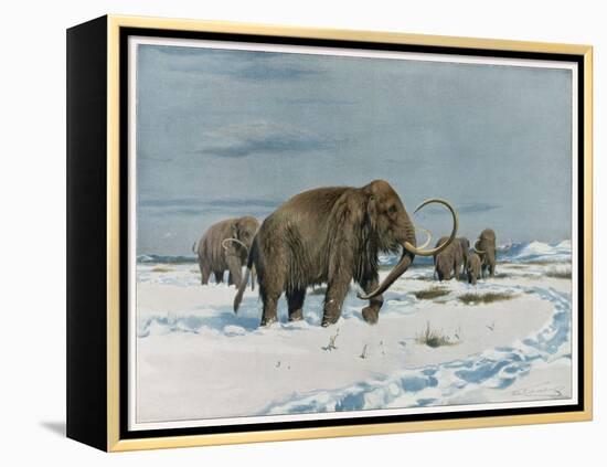 Mammoth Herd During the Ice Age-Wilhelm Kuhnert-Framed Stretched Canvas