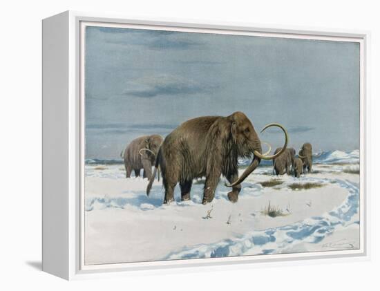 Mammoth Herd During the Ice Age-Wilhelm Kuhnert-Framed Stretched Canvas