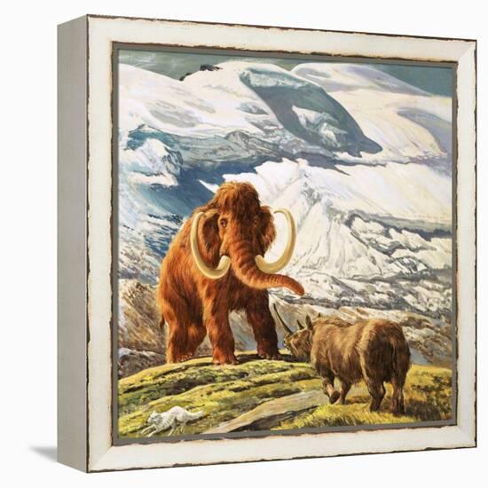 Mammoth Meets Rhinocerous-Tansley-Framed Premier Image Canvas