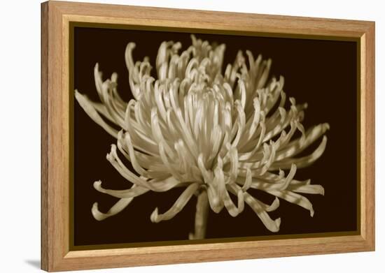 Mammoth Mums I-Renee W. Stramel-Framed Stretched Canvas