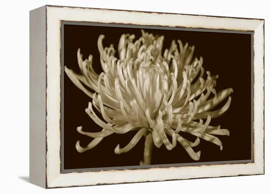 Mammoth Mums I-Renee W. Stramel-Framed Stretched Canvas