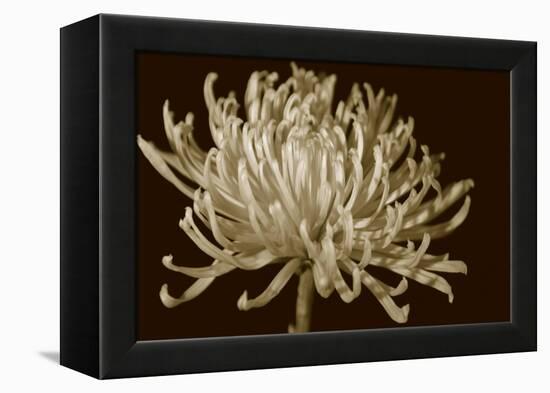 Mammoth Mums I-Renee W. Stramel-Framed Stretched Canvas