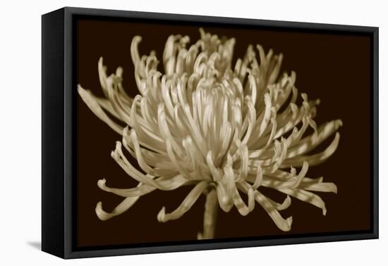 Mammoth Mums I-Renee W. Stramel-Framed Stretched Canvas