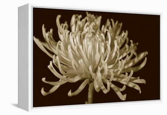 Mammoth Mums I-Renee W. Stramel-Framed Stretched Canvas