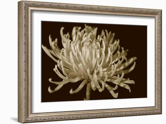 Mammoth Mums I-Renee W. Stramel-Framed Art Print