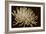 Mammoth Mums I-Renee W. Stramel-Framed Art Print