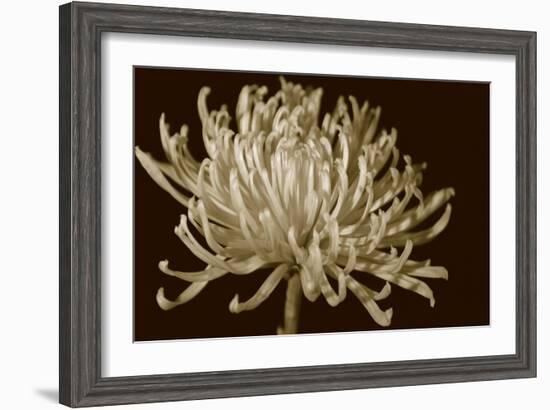 Mammoth Mums I-Renee W. Stramel-Framed Art Print