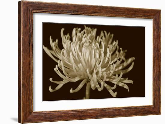 Mammoth Mums I-Renee W. Stramel-Framed Art Print