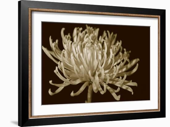 Mammoth Mums I-Renee W. Stramel-Framed Art Print