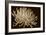 Mammoth Mums I-Renee W. Stramel-Framed Art Print