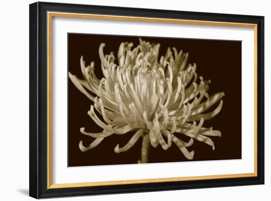 Mammoth Mums I-Renee W. Stramel-Framed Art Print