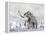 Mammoth Walking Through a Blizzard on Mountain-null-Framed Stretched Canvas