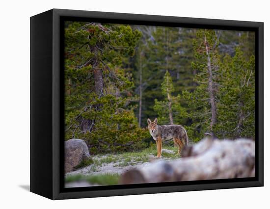 mammoth yosemite-0282-Jeff Poe-Framed Stretched Canvas