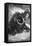 Mammoth-null-Framed Premier Image Canvas