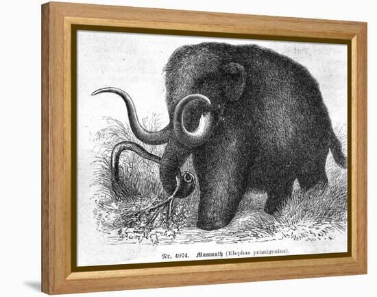 Mammoth-null-Framed Premier Image Canvas