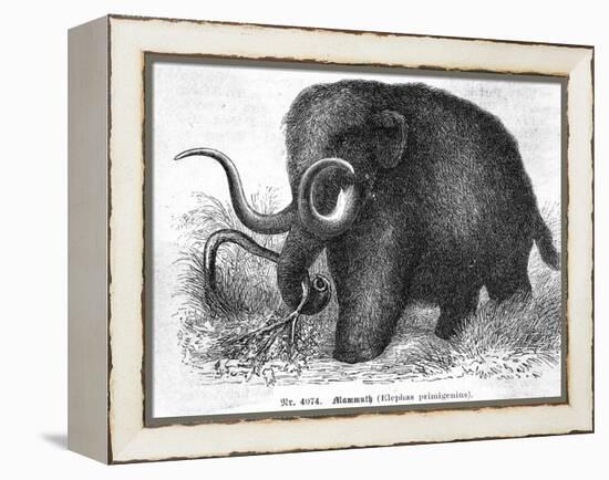 Mammoth-null-Framed Premier Image Canvas