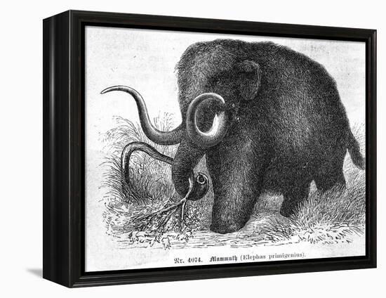 Mammoth-null-Framed Premier Image Canvas