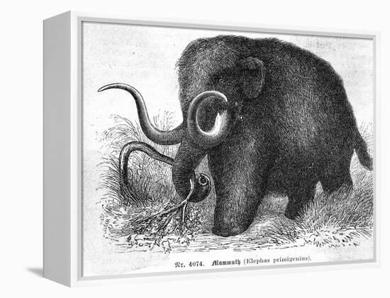 Mammoth-null-Framed Premier Image Canvas