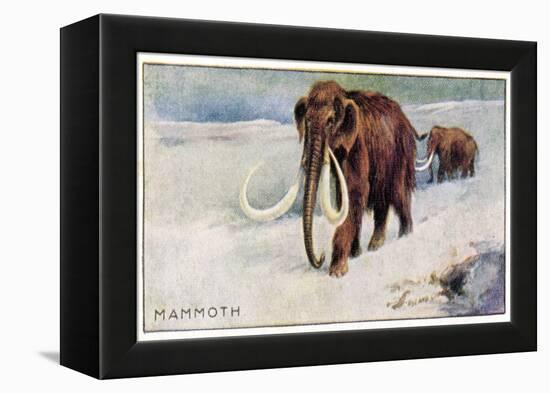 Mammothus Primigenius-null-Framed Stretched Canvas