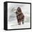 Mammuthus Primigenius Walking Through a Blizzard-Stocktrek Images-Framed Stretched Canvas