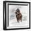 Mammuthus Primigenius Walking Through a Blizzard-Stocktrek Images-Framed Art Print