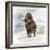 Mammuthus Primigenius Walking Through a Blizzard-Stocktrek Images-Framed Art Print