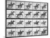 Man and Horse Jumping a Fence, Plate 640 from Animal Locomotion, 1887-Eadweard Muybridge-Mounted Giclee Print