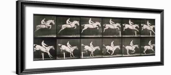 Man and horse jumping a fence, plate 643 from 'Animal Locomotion', 1887-Eadweard Muybridge-Framed Giclee Print