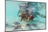 Man and woman with scuba masks showing starfish swimming underwater in the exotic lagoon-Roberto Moiola-Mounted Photographic Print