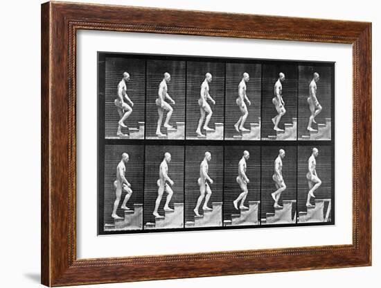 Man Ascending Stairs, from 'Animal Locomotion', 1887 (B/W Photo)-Eadweard Muybridge-Framed Giclee Print