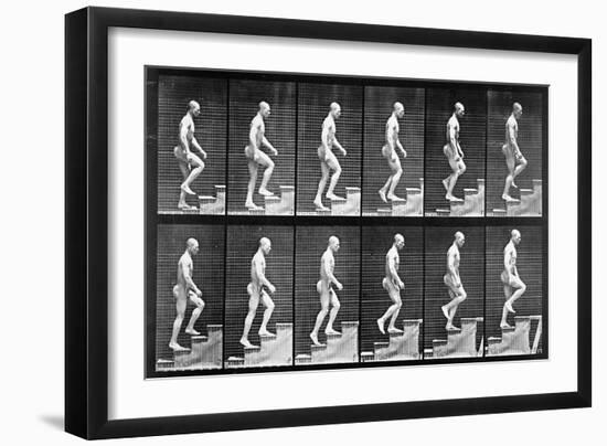 Man Ascending Stairs, from 'Animal Locomotion', 1887 (B/W Photo)-Eadweard Muybridge-Framed Giclee Print