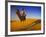 Man Atop Camel, Thar Desert, Rajasthan, India-Peter Adams-Framed Photographic Print