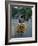 Man Carrying Coconuts on the Back of His Bicycle, Sri Lanka, Asia-Yadid Levy-Framed Photographic Print