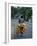 Man Carrying Coconuts on the Back of His Bicycle, Sri Lanka, Asia-Yadid Levy-Framed Photographic Print