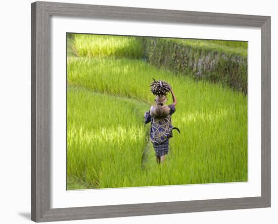 Man Carrying Firewood and Coconuts Through Rice Paddies, Bali, Indonesia-Peter Adams-Framed Photographic Print