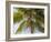 Man cutting palm fronds for thatching in Bali, Indonesia, Southeast Asia, Asia-Melissa Kuhnell-Framed Photographic Print