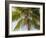 Man cutting palm fronds for thatching in Bali, Indonesia, Southeast Asia, Asia-Melissa Kuhnell-Framed Photographic Print