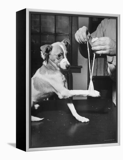 Man Demonstrating Proper Way to Put Splint on Dog in Event of First Aid Being Required-John Phillips-Framed Premier Image Canvas