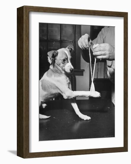 Man Demonstrating Proper Way to Put Splint on Dog in Event of First Aid Being Required-John Phillips-Framed Photographic Print