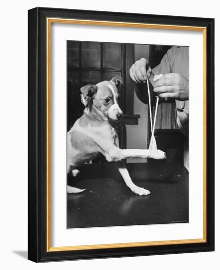 Man Demonstrating Proper Way to Put Splint on Dog in Event of First Aid Being Required-John Phillips-Framed Photographic Print