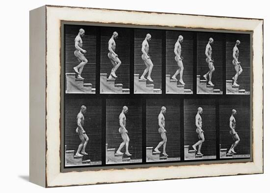 Man Descending Stairs, from 'Animal Locomotion', 1887 (B/W Photo)-Eadweard Muybridge-Framed Premier Image Canvas