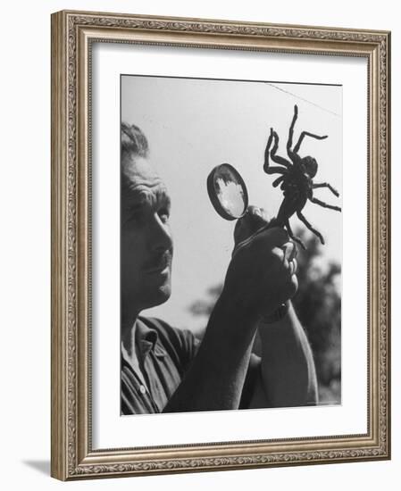 Man Examining a Large Spider, a Tarantula-Alfred Eisenstaedt-Framed Photographic Print